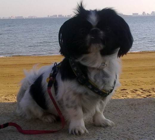 Nerooo en la playitaa